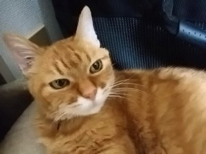 りんごちゃん真顔