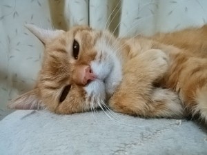 りんごちゃん眠い